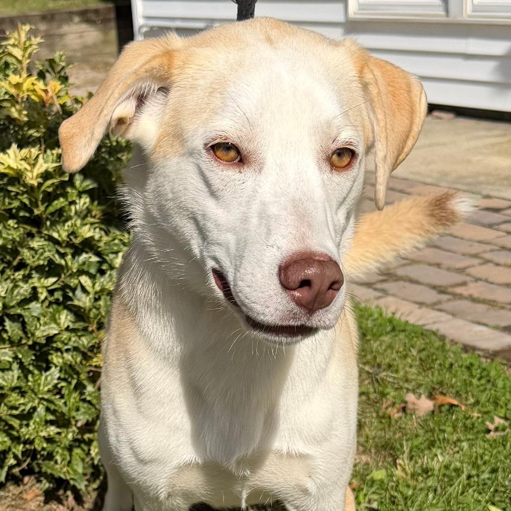 Enlarge Mater, a Adoptable mixed breed in Calverton, NY image 3/6