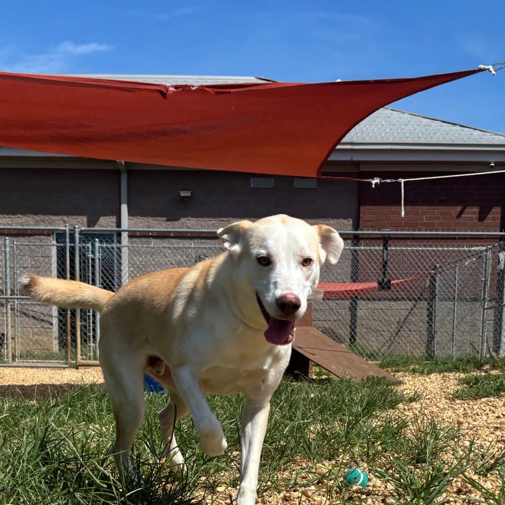 Enlarge Mater, a Adoptable mixed breed in Calverton, NY image 4/6