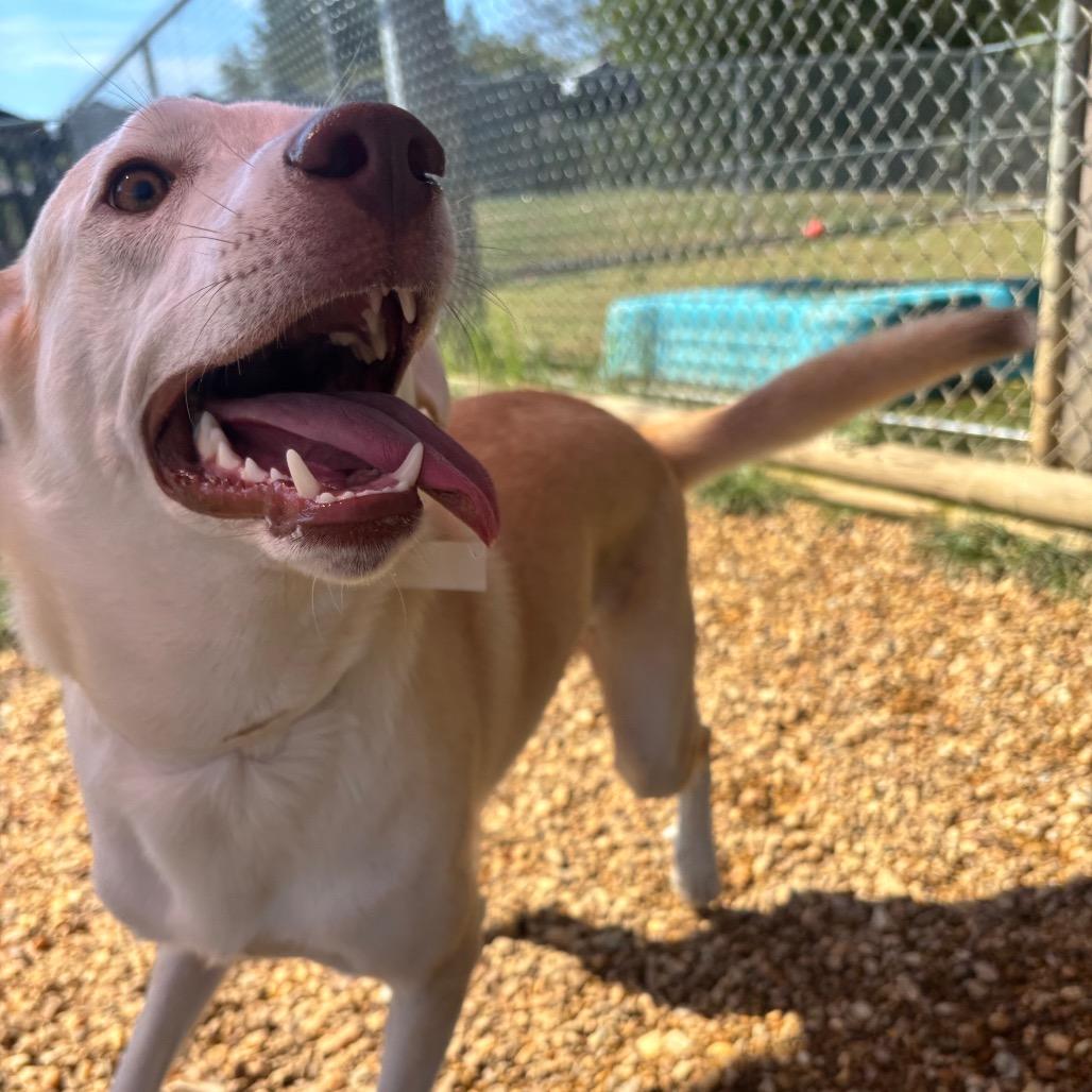 Enlarge Mater, a Adoptable mixed breed in Calverton, NY image 5/6