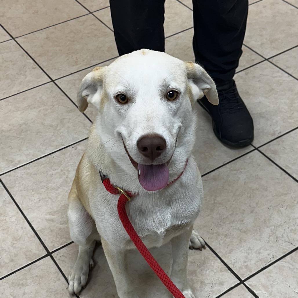 Enlarge Mater, a Adoptable mixed breed in Calverton, NY image 6/6