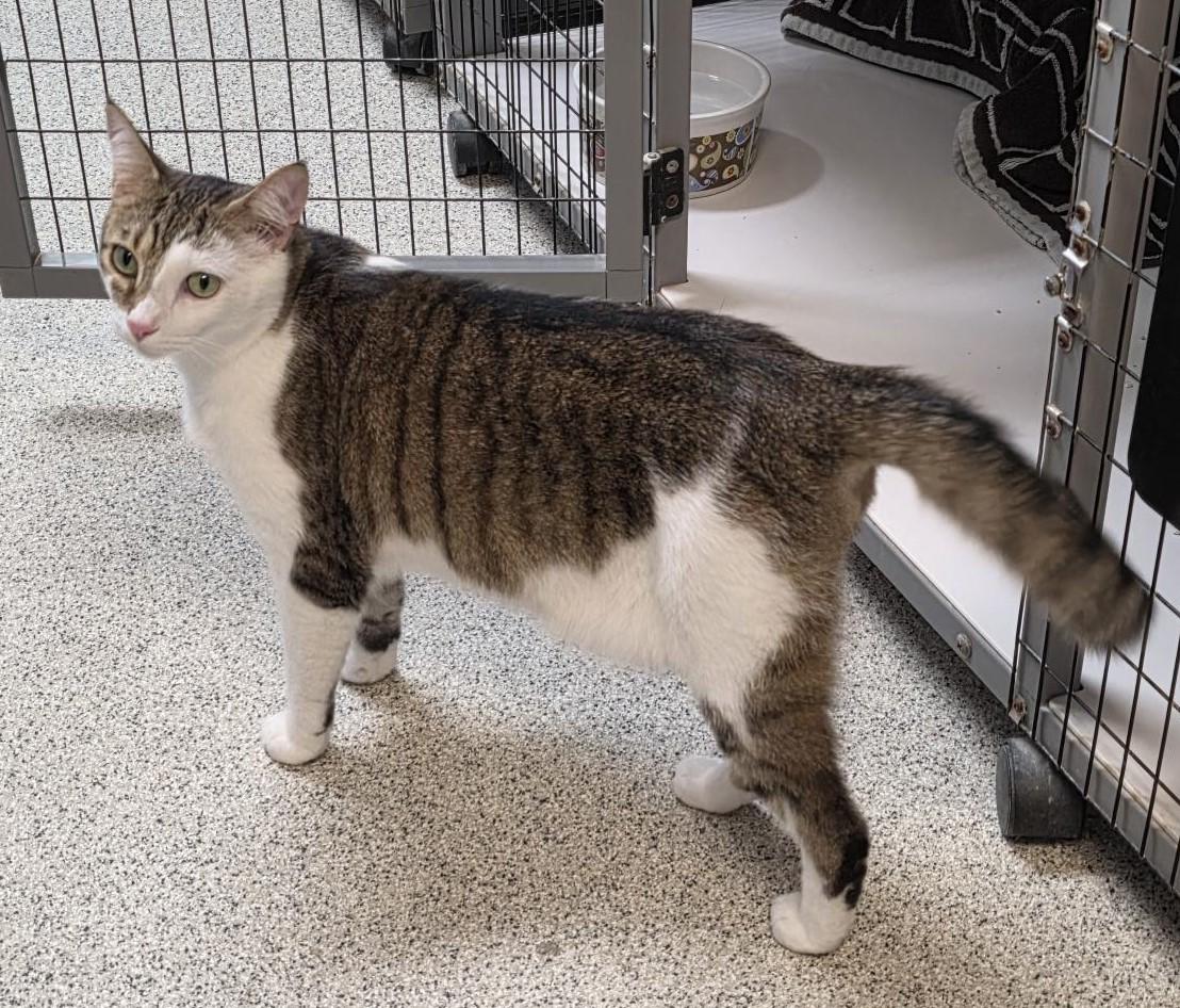 Enlarge Bean, a ADOPTABLE Domestic Short Hair in Carthage, NC image 2/4