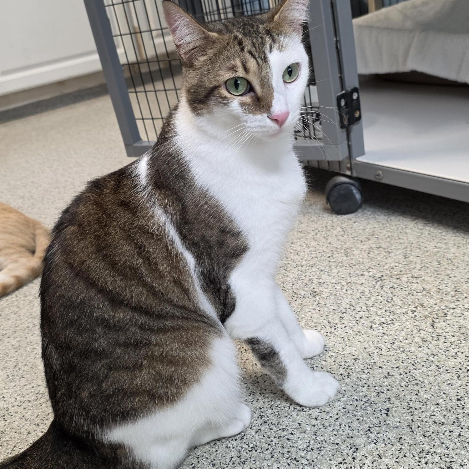 Enlarge Bean, a ADOPTABLE Domestic Short Hair in Carthage, NC image 4/4