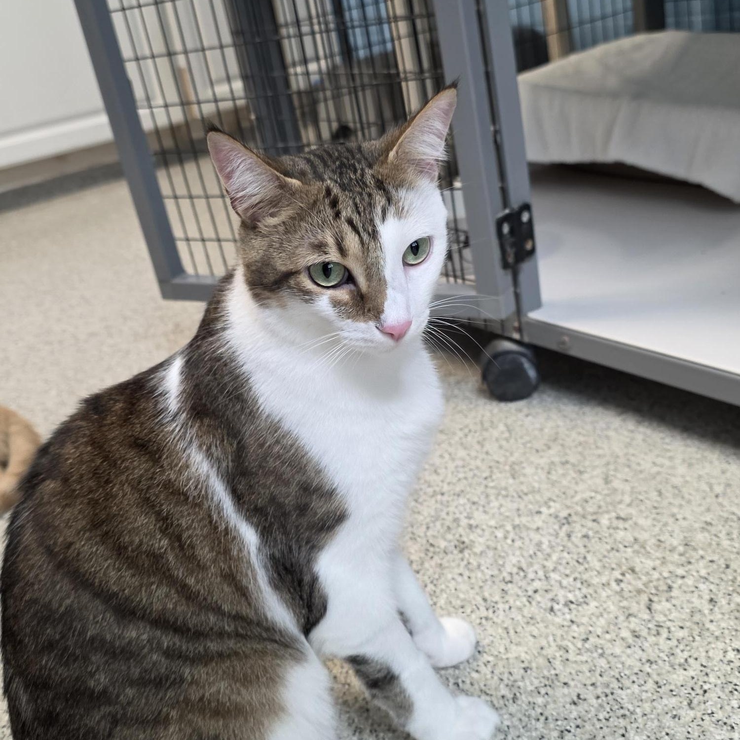 Enlarge Bean, a ADOPTABLE Domestic Short Hair in Carthage, NC image 3/4