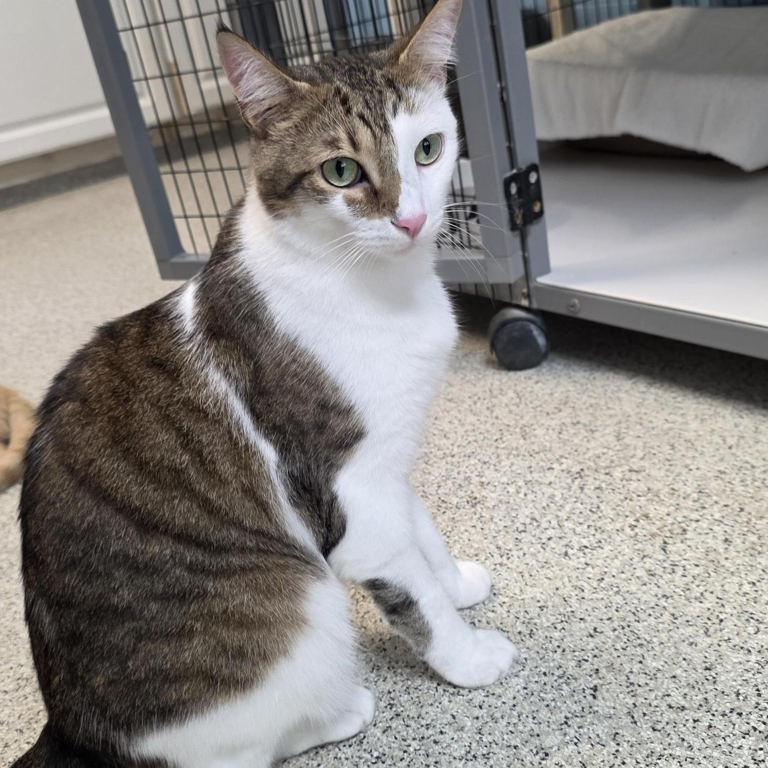 Bean, ADOPTABLE, Adult Male Domestic Short Hair.