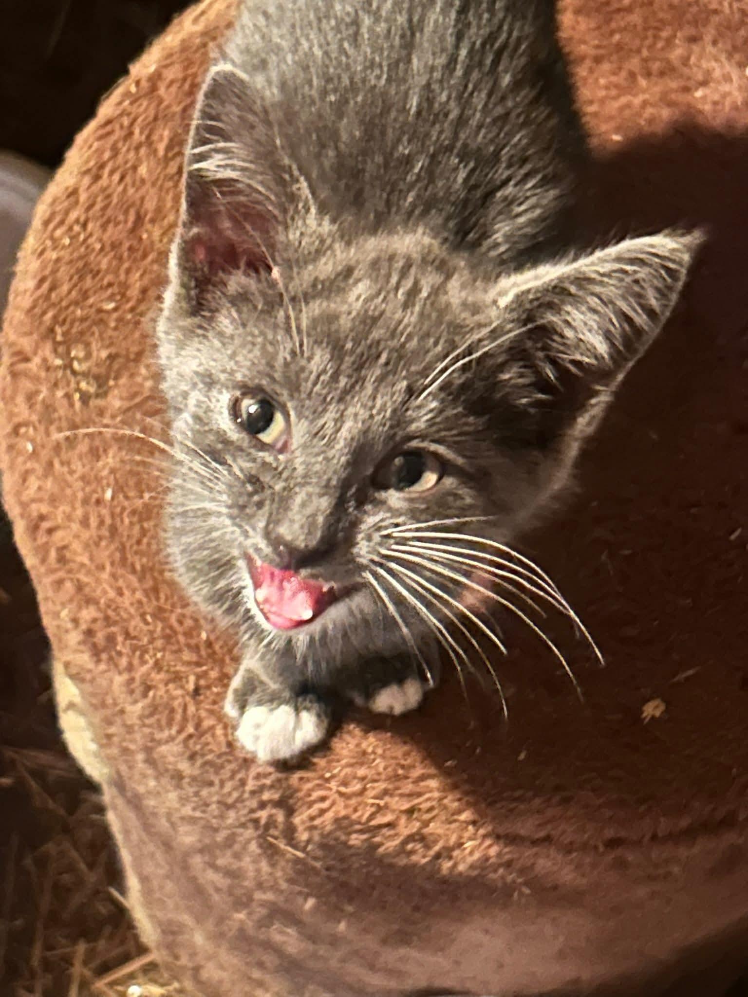 Found near Teeswater, Baby Female unknown