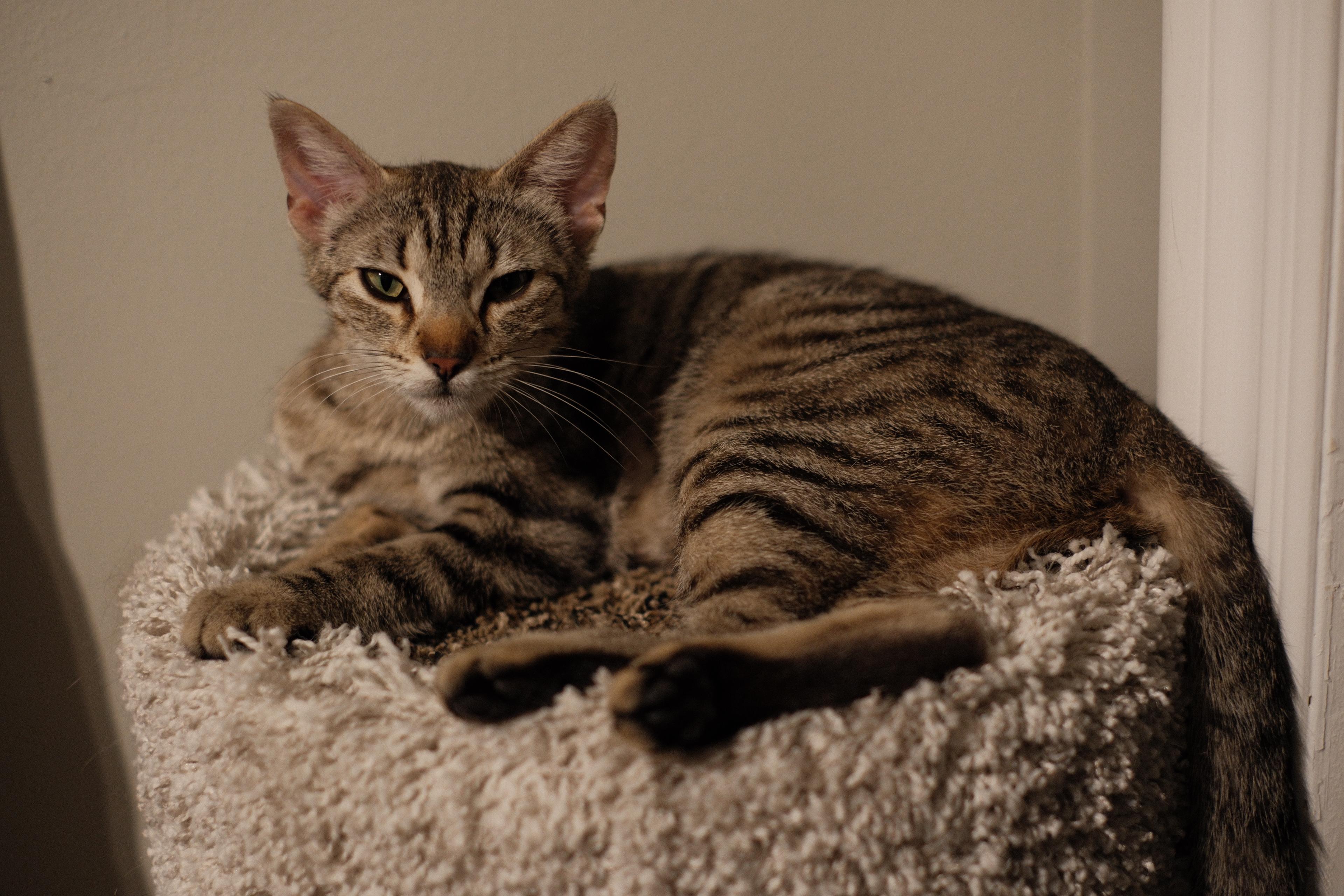 Enlarge Gracie, a Adoptable Domestic Short Hair in Santa Ana, CA image 4/5