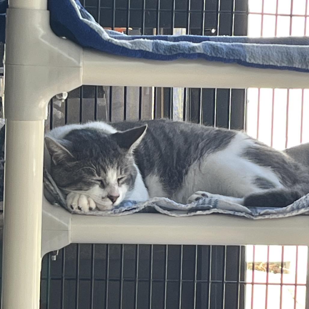 Rodolfo — thumbnail 3