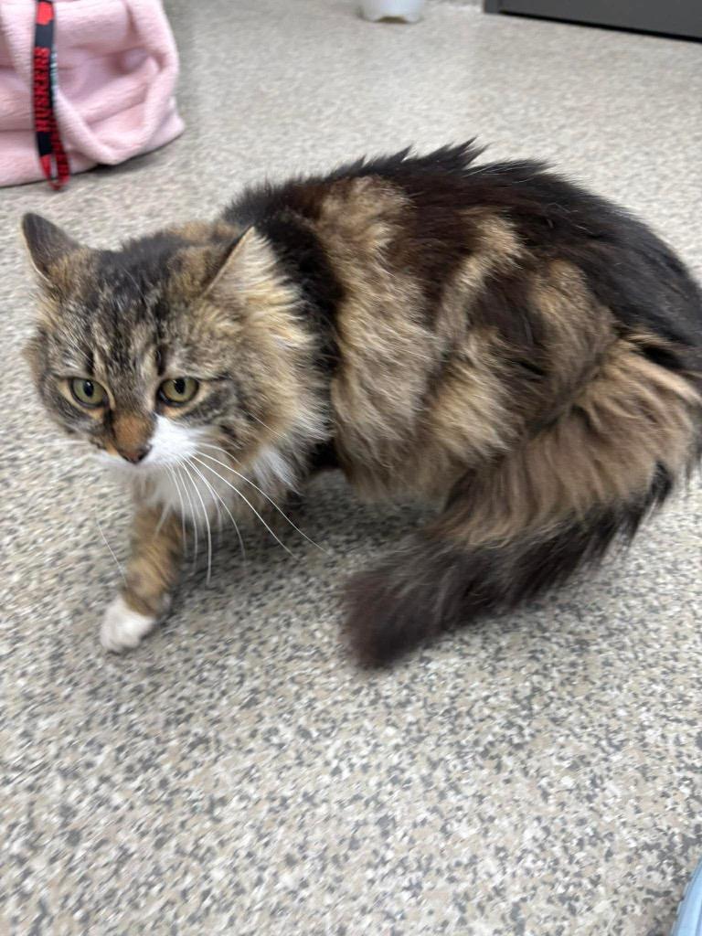 Enlarge Thompson, a Adoptable mixed breed in Van Wert, OH image 1/1