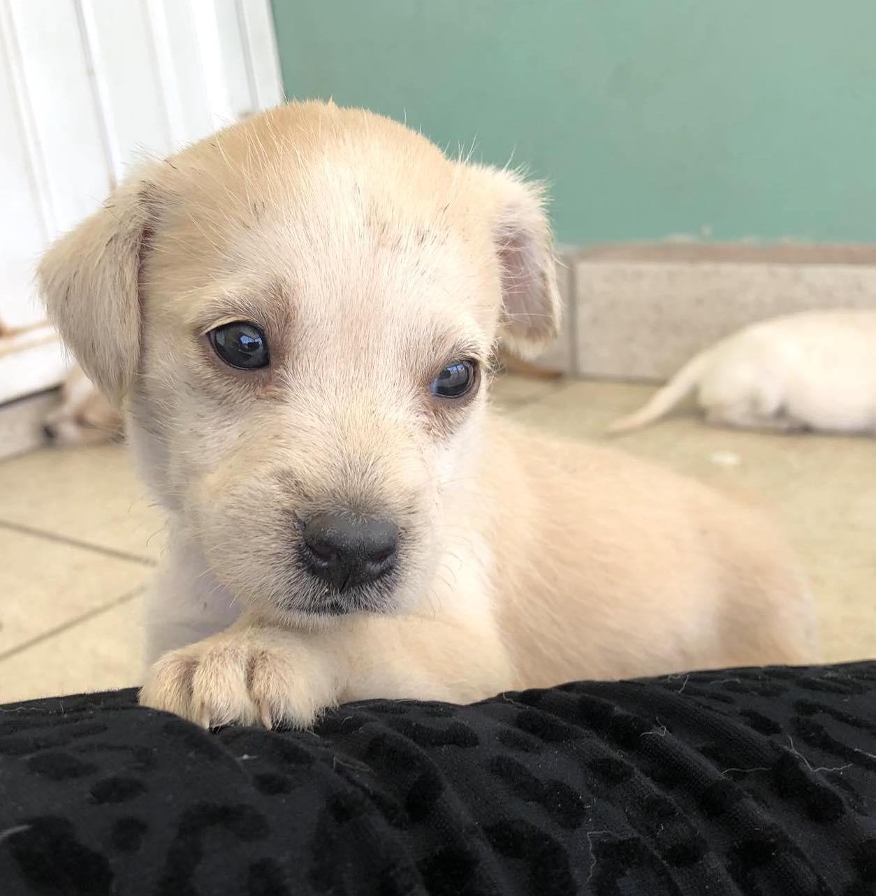 Carmín, an adoptable Labrador Retriever in Mexicali, BCN, 21280 | Photo Image 5