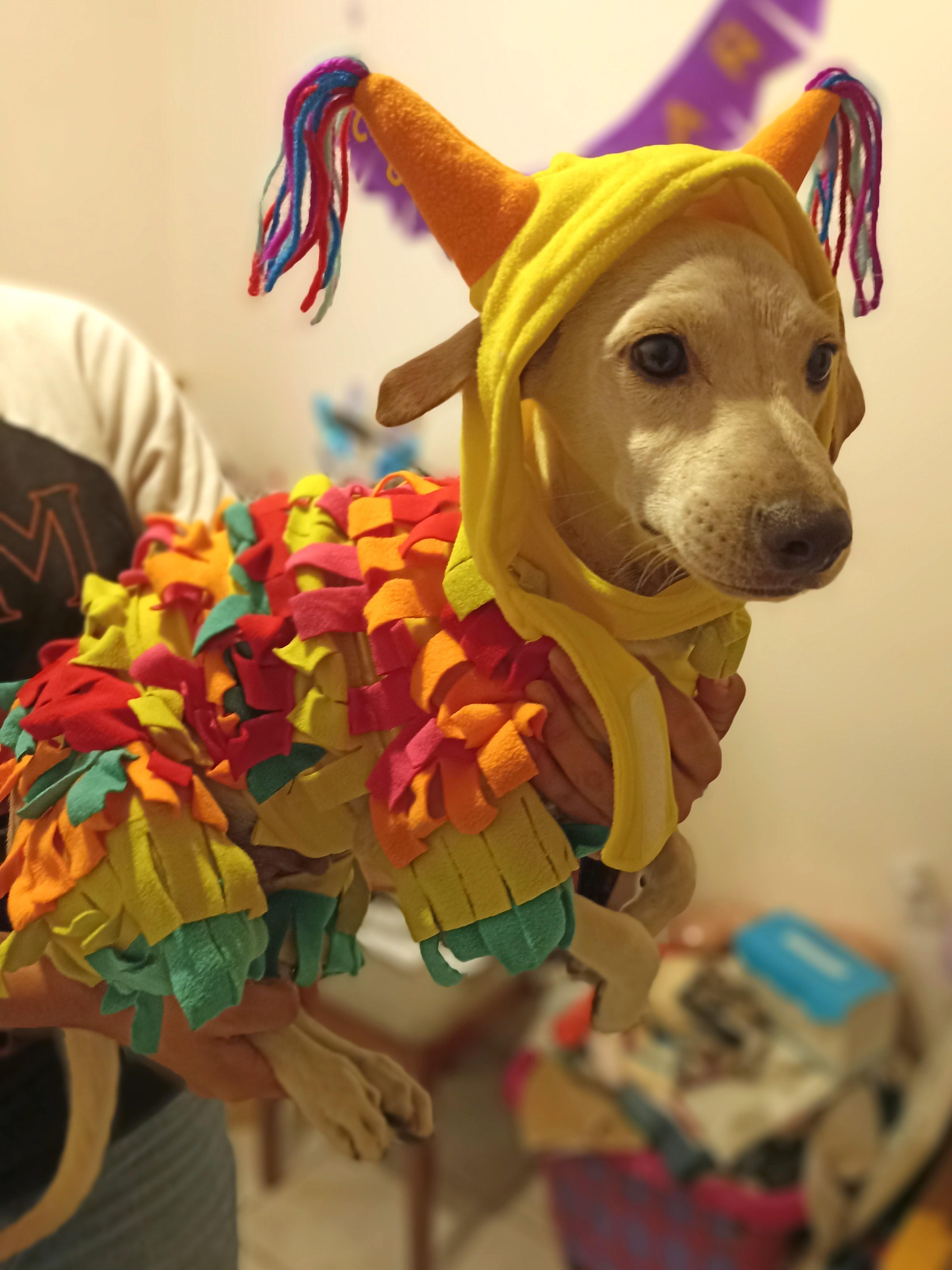 Carmín, a Adoptable mixed breed in Mexicali, BCN image 4/6