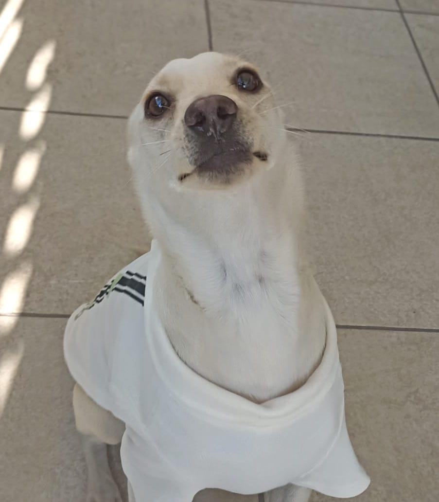 Enlarge Carmín, a Adoptable mixed breed in Mexicali, BCN image 3/6