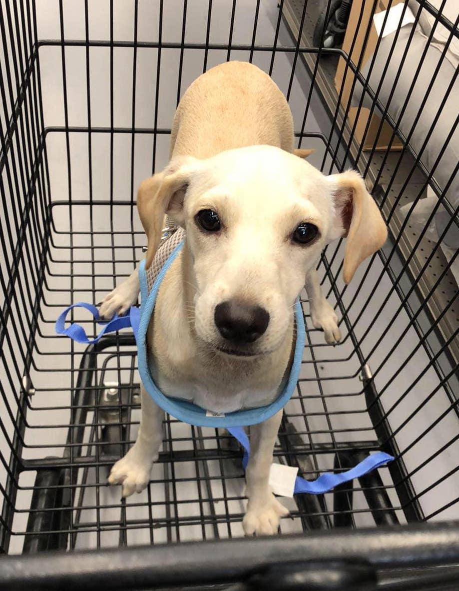 Carmín, Adoptable, Adult Male Labrador Retriever.