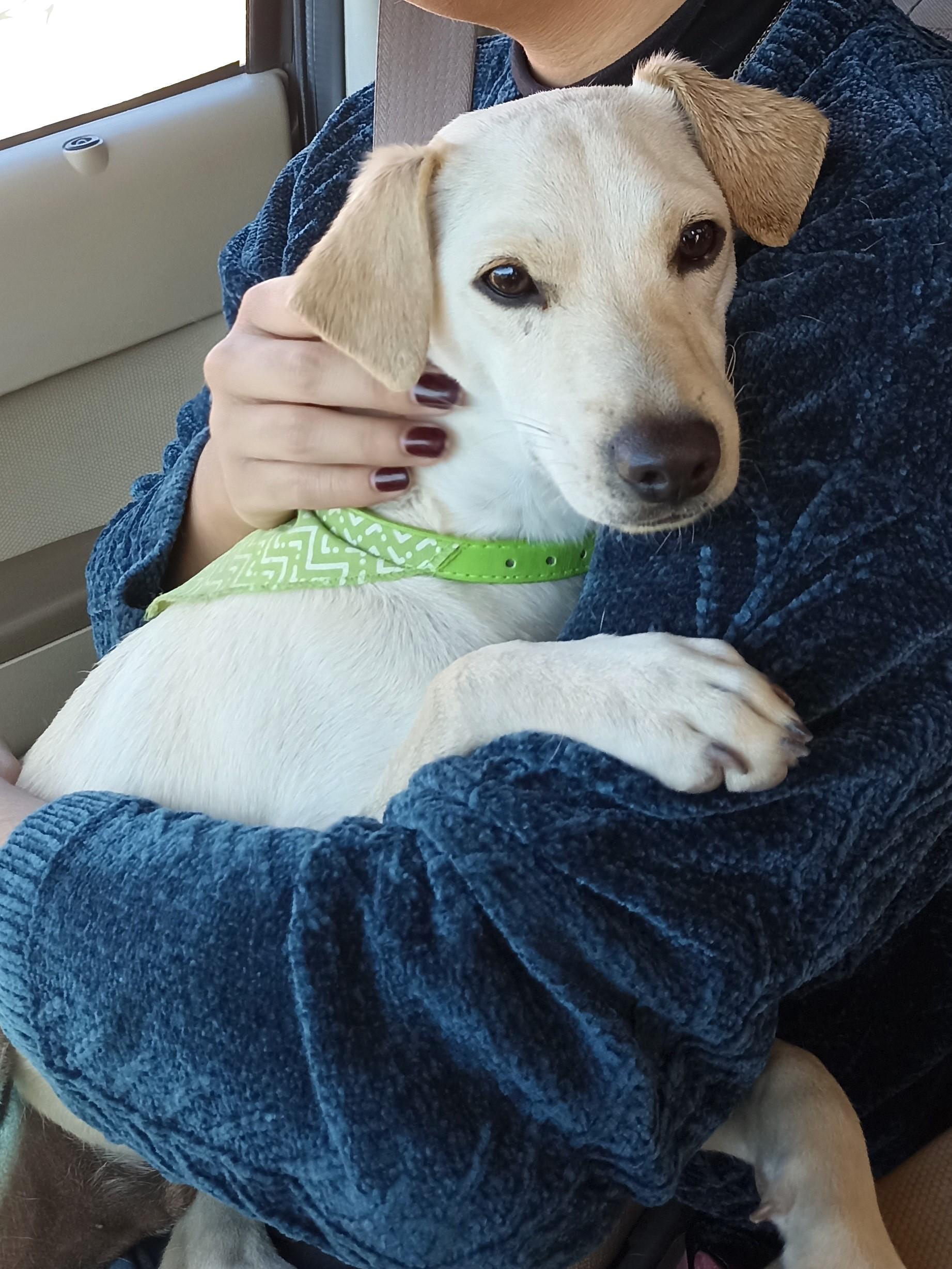 Carmín, an adoptable Labrador Retriever in Mexicali, BCN, 21280 | Photo Image 2