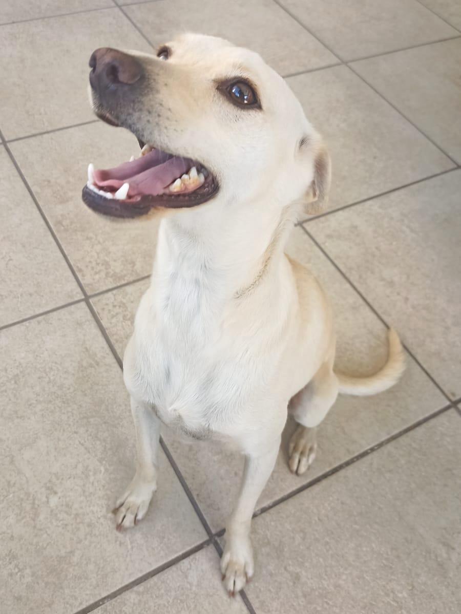 Enlarge Carmín, a Adoptable mixed breed in Mexicali, BCN image 2/6