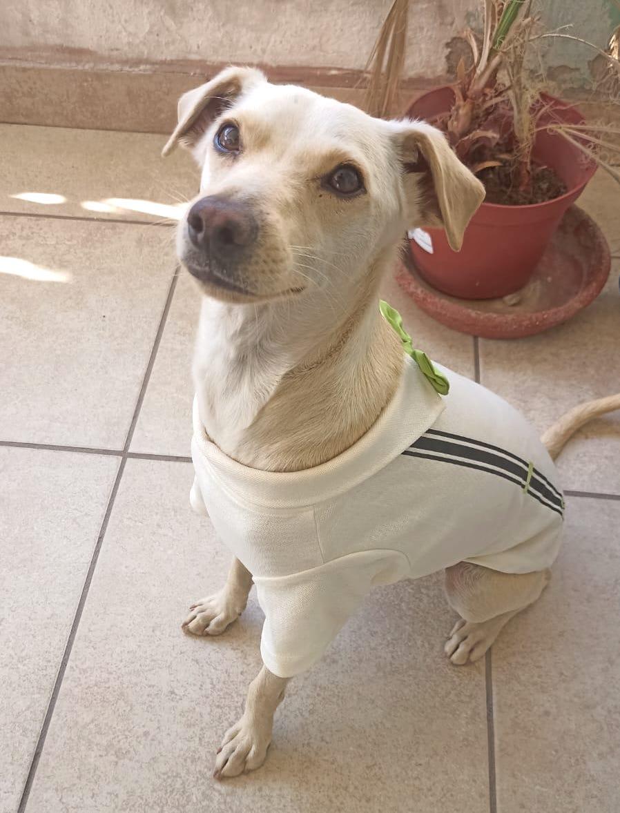 Carmín, Adoptable, Adult Male Labrador Retriever.