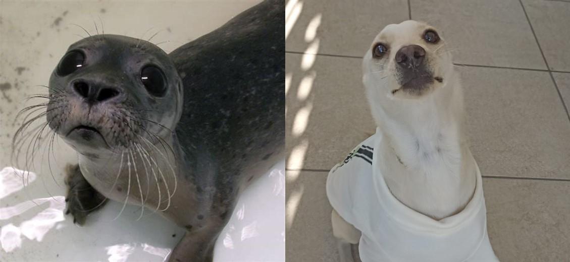 Enlarge Carmín, a Adoptable mixed breed in Mexicali, BCN image 4/6