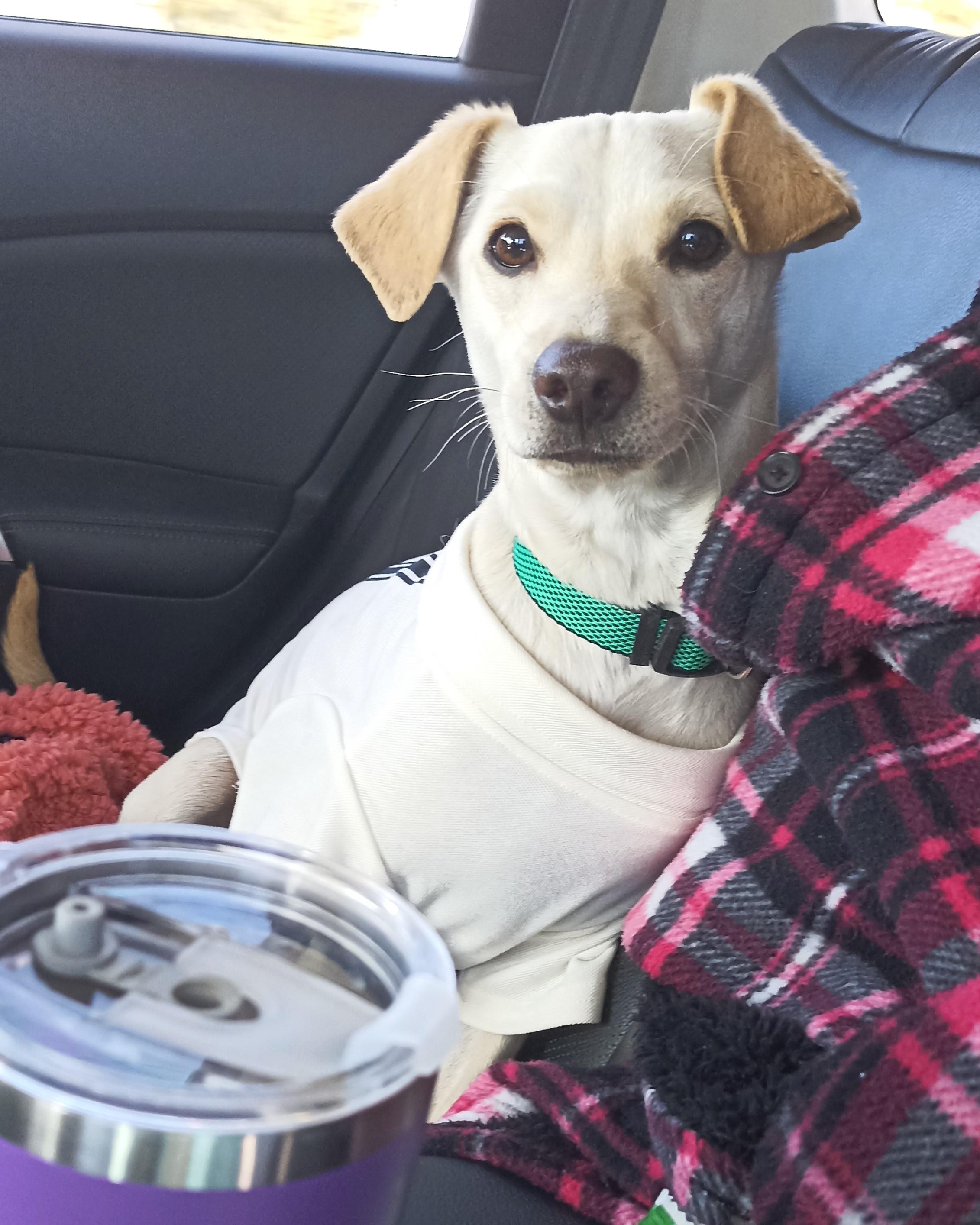 Carmín, an adoptable Labrador Retriever in Mexicali, BCN, 21280 | Photo Image 3