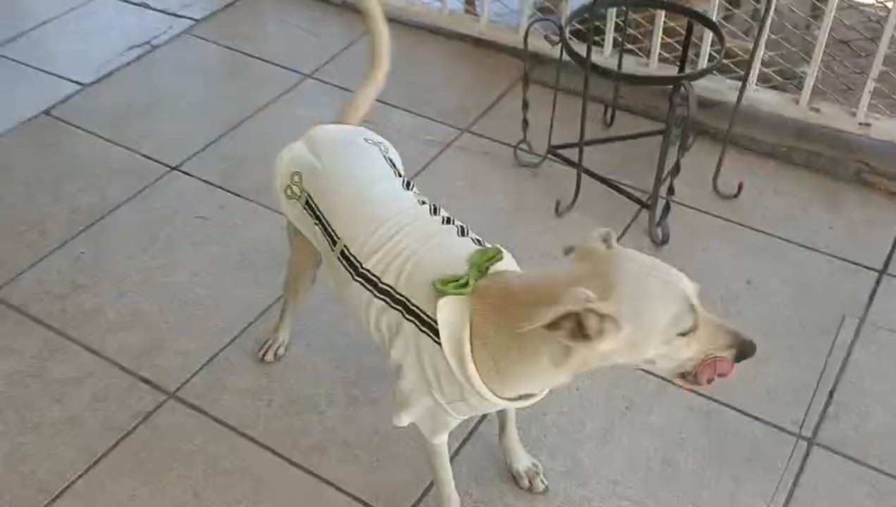 Enlarge Carmín, a Adoptable mixed breed in Mexicali, BCN video 6/6