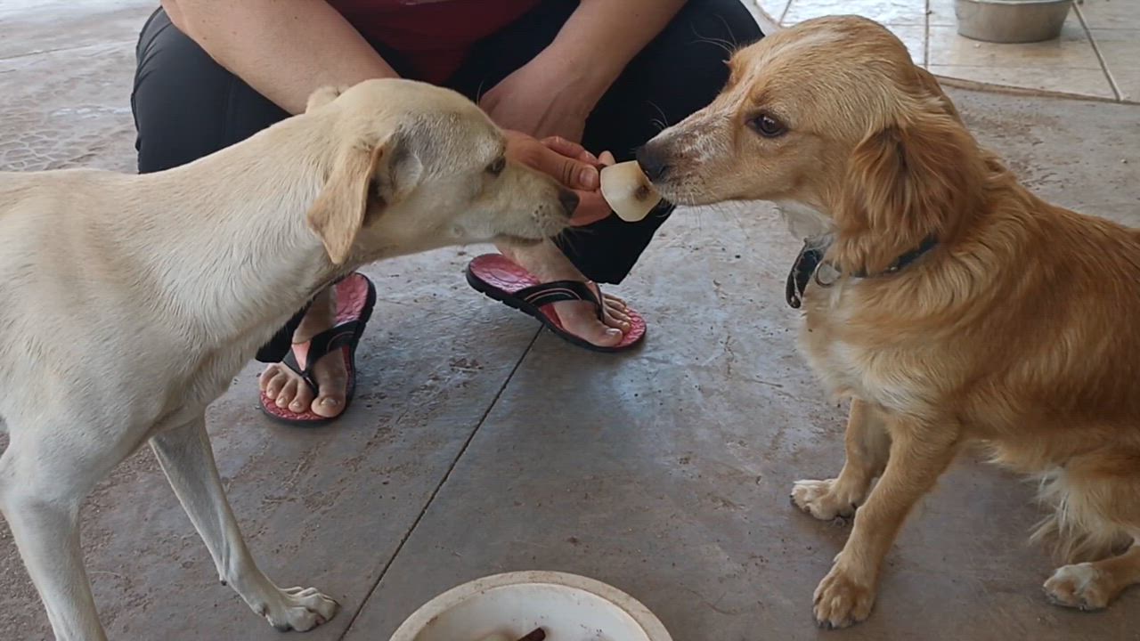 Enlarge Carmín, a Adoptable mixed breed in Mexicali, BCN video 6/6