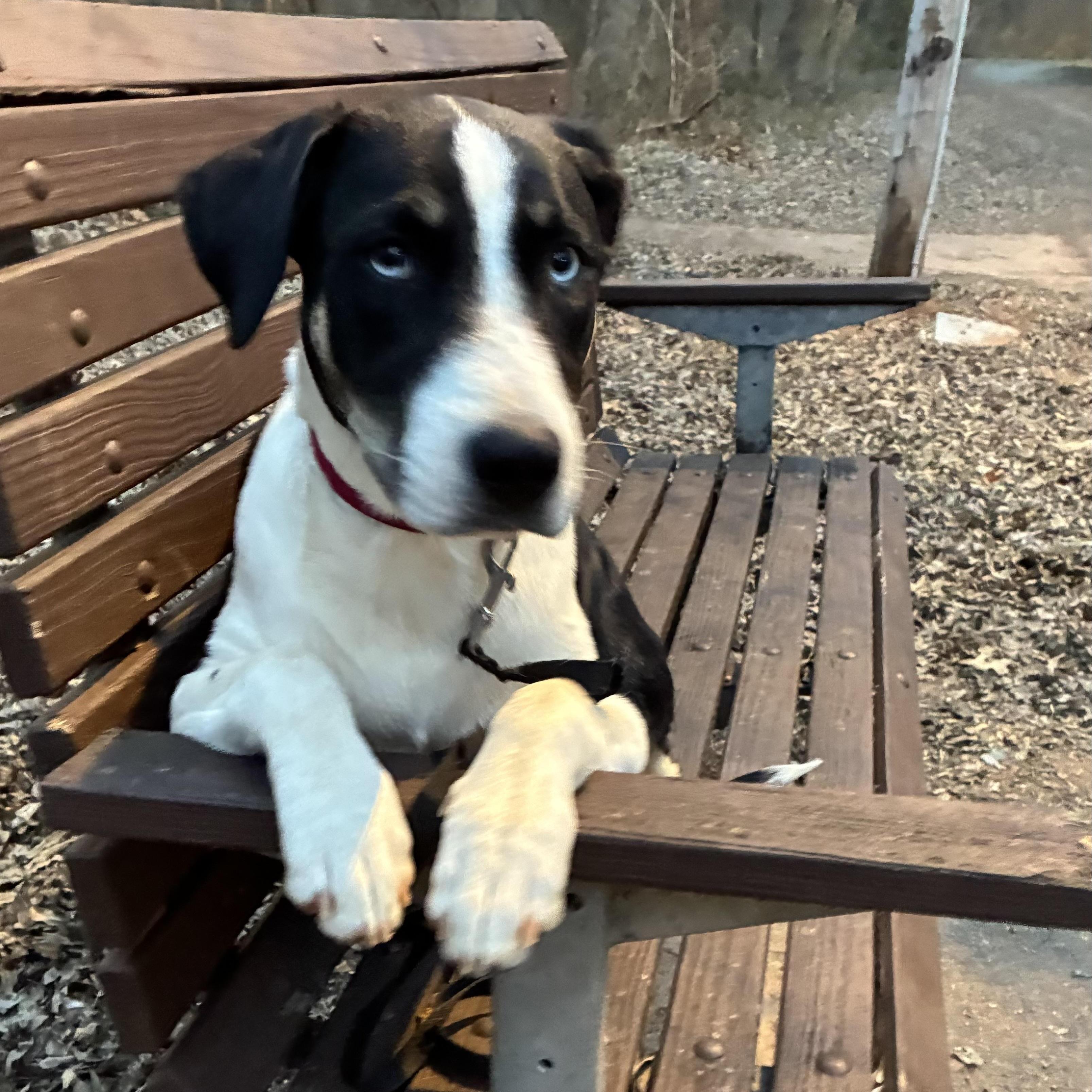 Enlarge Elizabeth, a Adoptable mixed breed in Noble, OK image 2/6