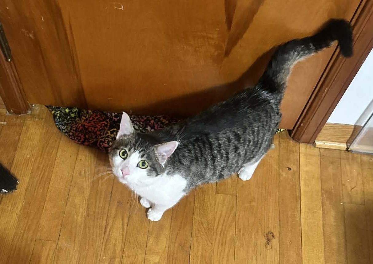 Enlarge McNuffin , a ADOPTABLE Domestic Short Hair in Milwaukee, WI image 1/3