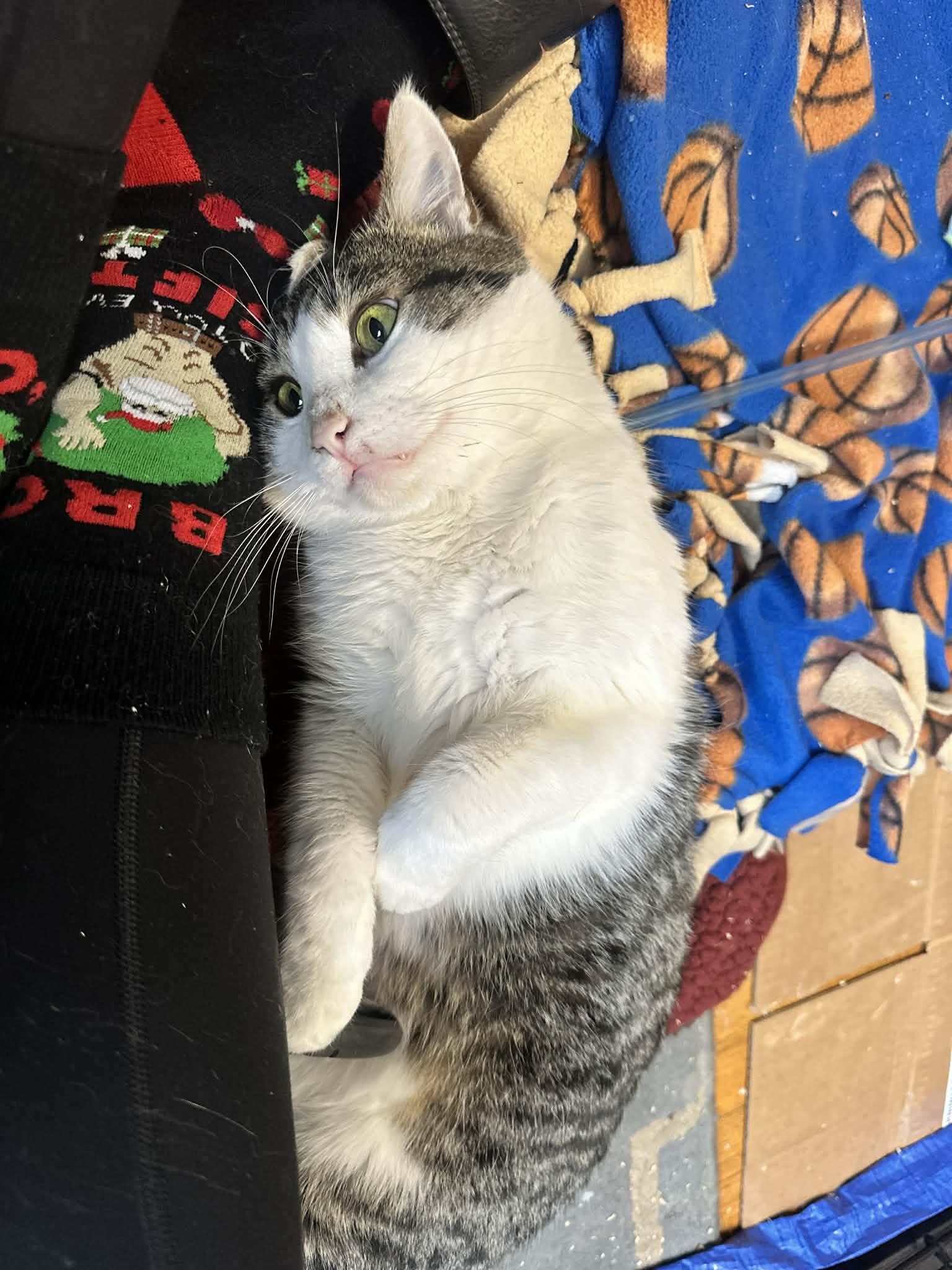 Enlarge McNuffin , a ADOPTABLE Domestic Short Hair in Milwaukee, WI image 2/3