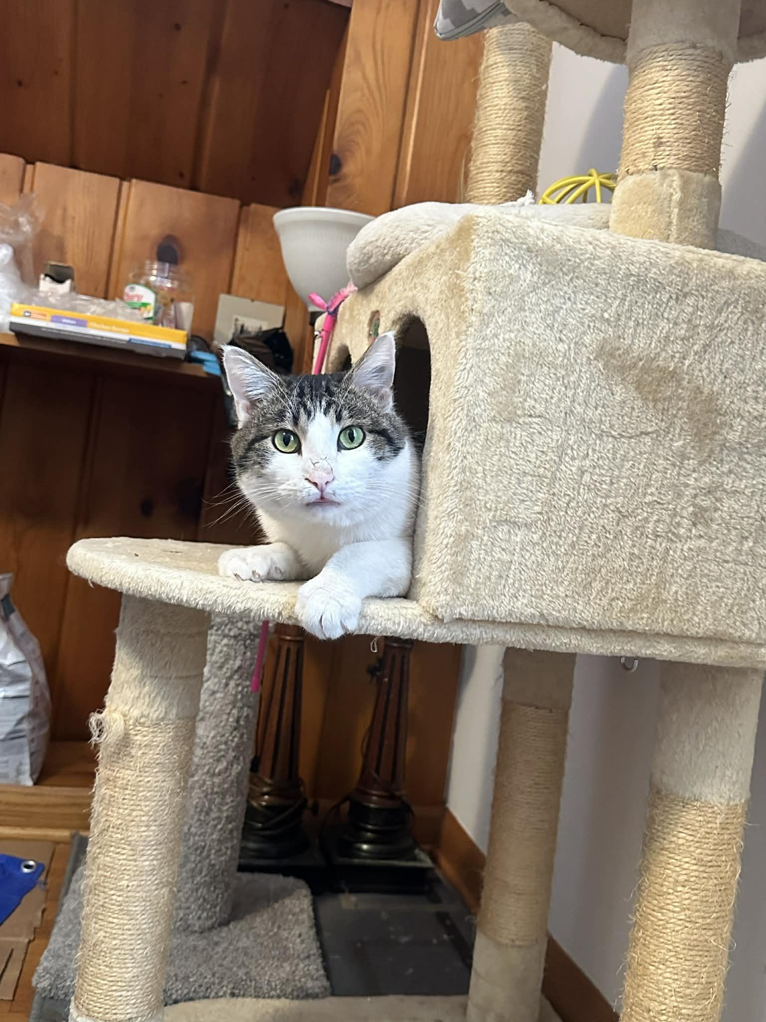 Enlarge McNuffin , a ADOPTABLE Domestic Short Hair in Milwaukee, WI image 3/3