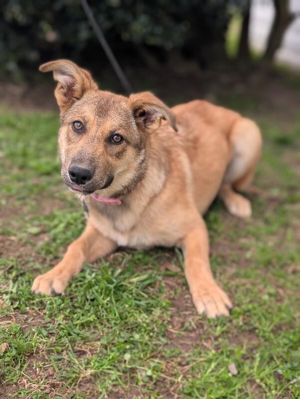 Enlarge Sangria, a Adoptable mixed breed in Berkeley Heights, NJ image 1/6