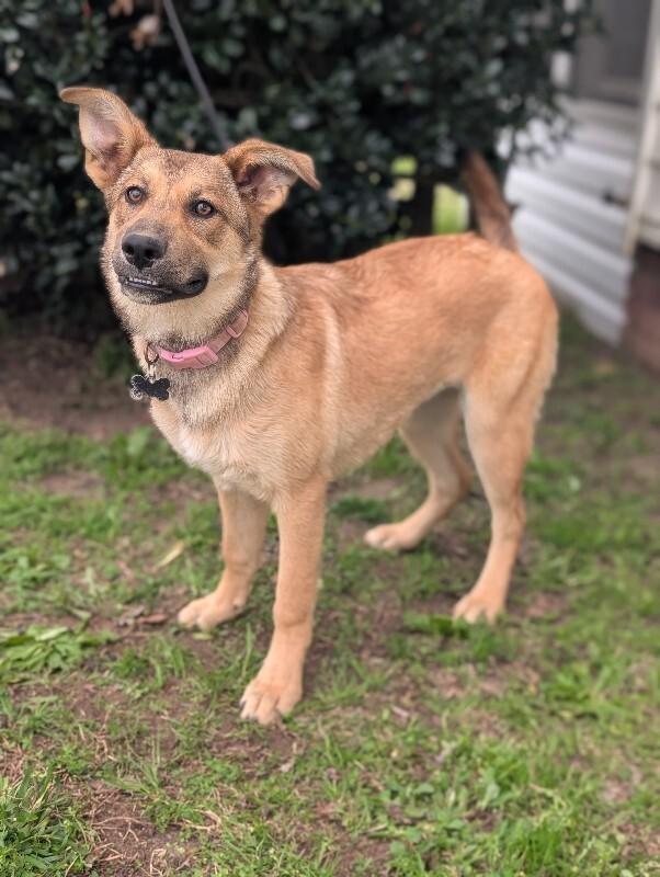 Enlarge Sangria, a Adoptable mixed breed in Berkeley Heights, NJ image 2/6