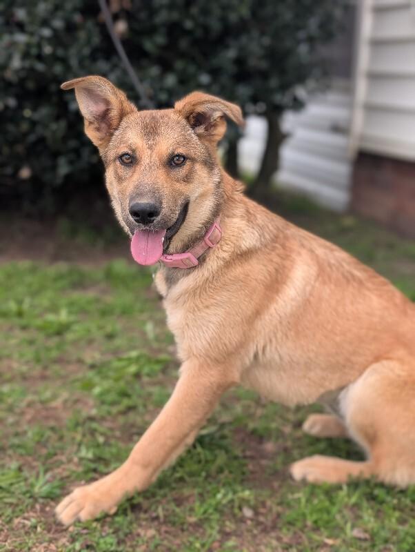 Enlarge Sangria, a Adoptable mixed breed in Berkeley Heights, NJ image 3/6