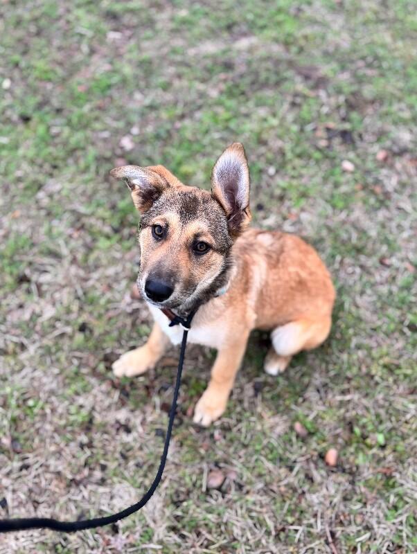 Sangria, Adoptable, Young Female Shepherd & Mixed Breed.