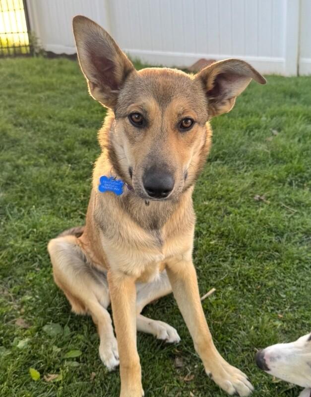 Sangria, a Adoptable mixed breed in Berkeley Heights, NJ image 1/6