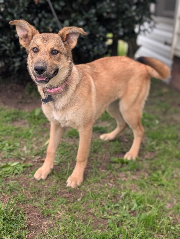 Enlarge Sangria, a Adoptable mixed breed in Berkeley Heights, NJ image 5/6