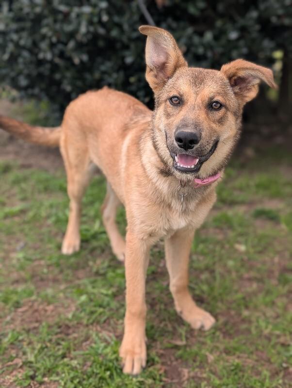 Enlarge Sangria, a Adoptable mixed breed in Berkeley Heights, NJ image 6/6