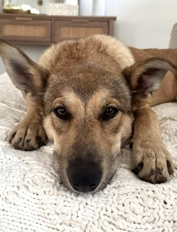 Sangria, a Adoptable mixed breed in Berkeley Heights, NJ image 6/6