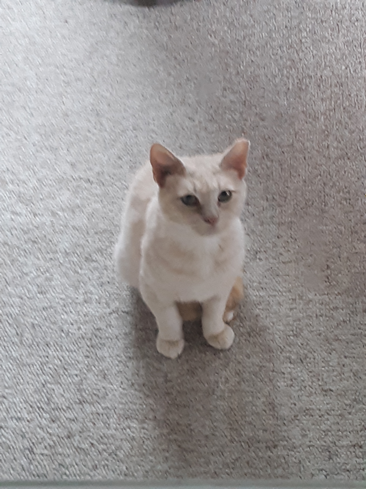 Lucky (adult male), Adoptable, Adult Male Domestic Short Hair.