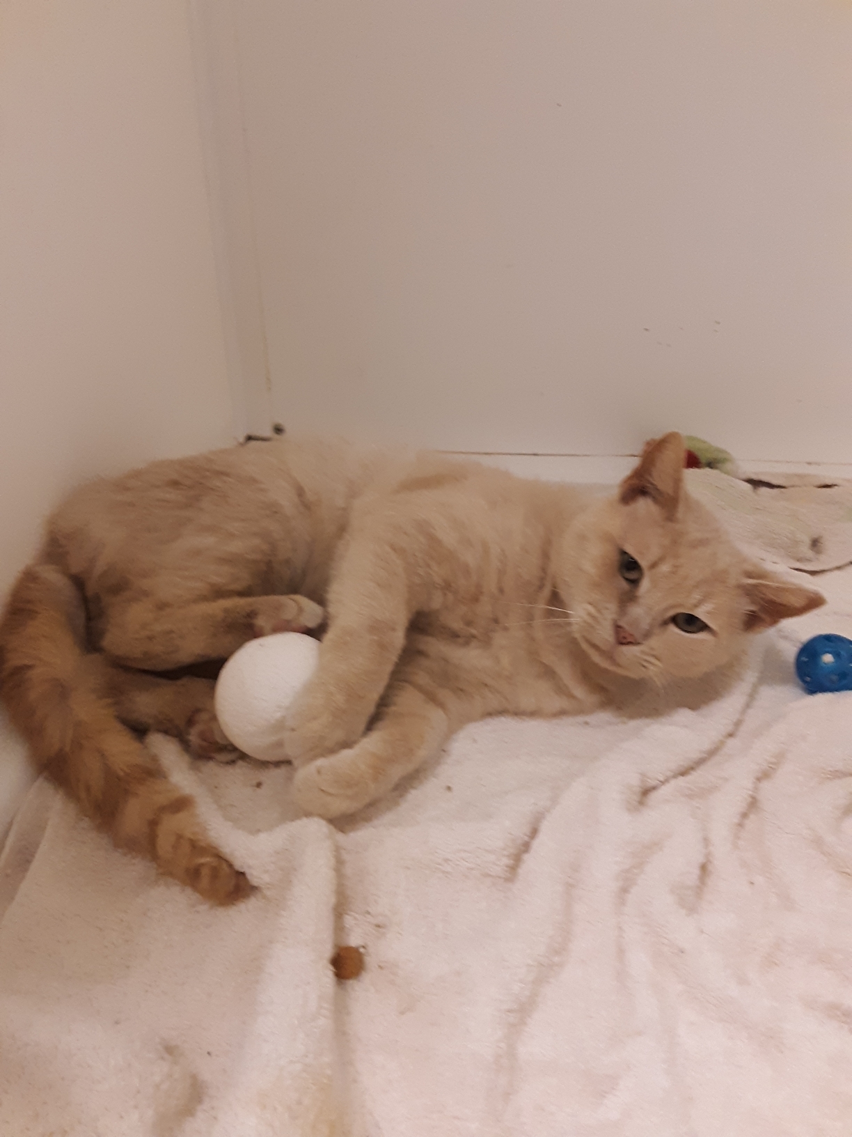 Lucky (adult male), a Adoptable mixed breed in New Cumberland, PA image 2/6