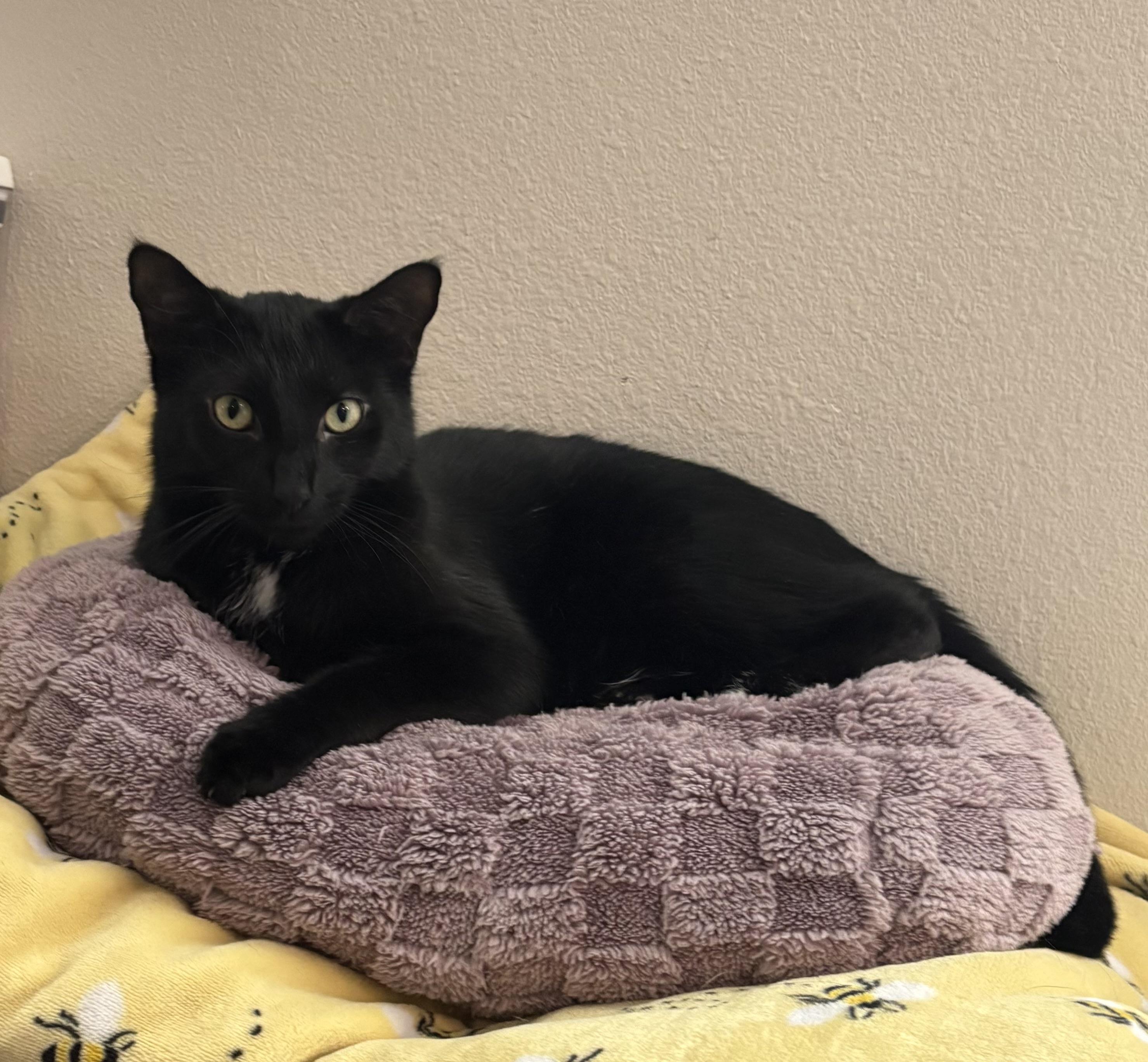 Kalamata Olive, Adoptable, Young Female Bombay & Domestic Short Hair.