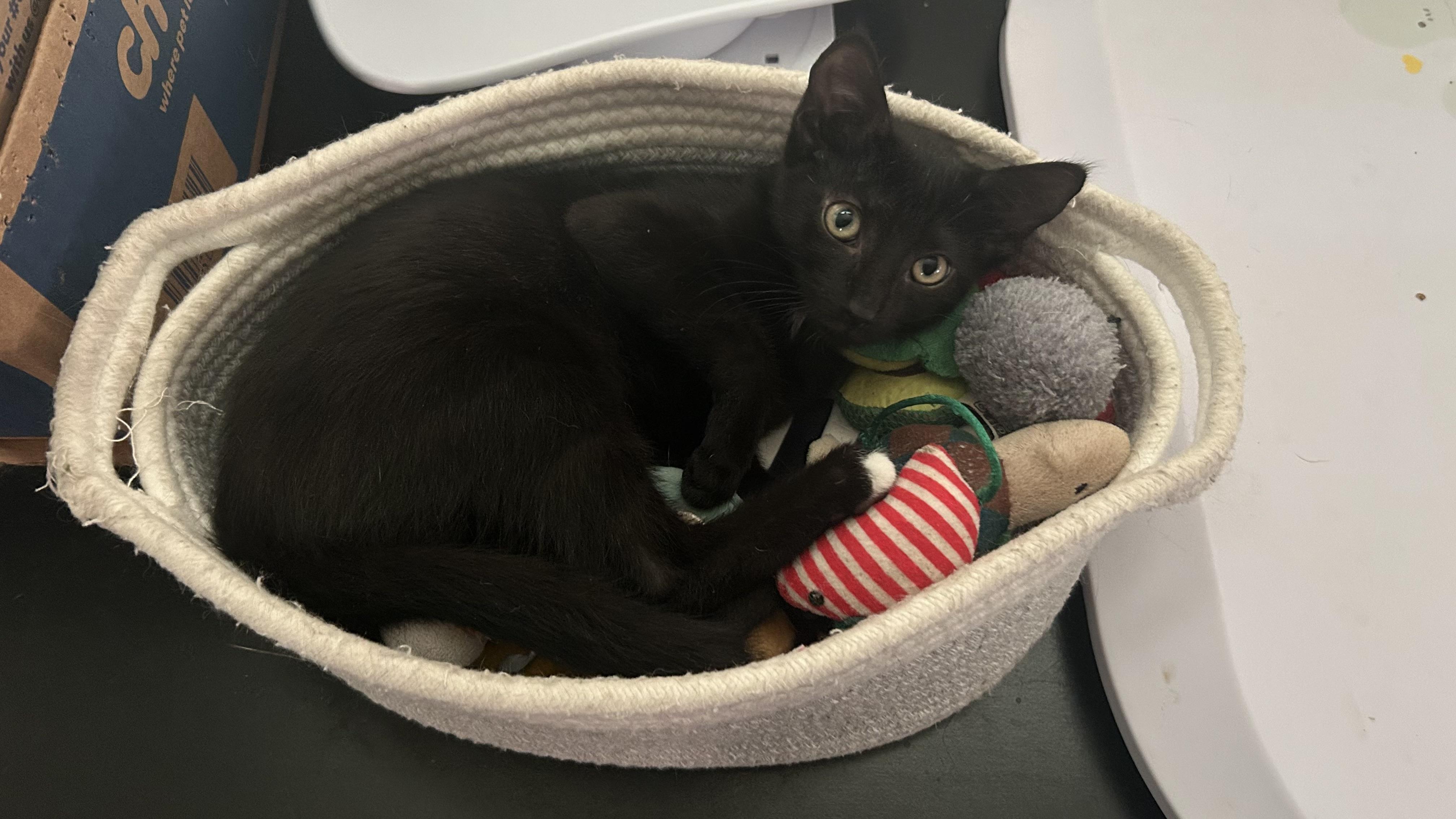 Enlarge Kalamata Olive, a Adoptable mixed breed in St Petersburg, FL image 2/6