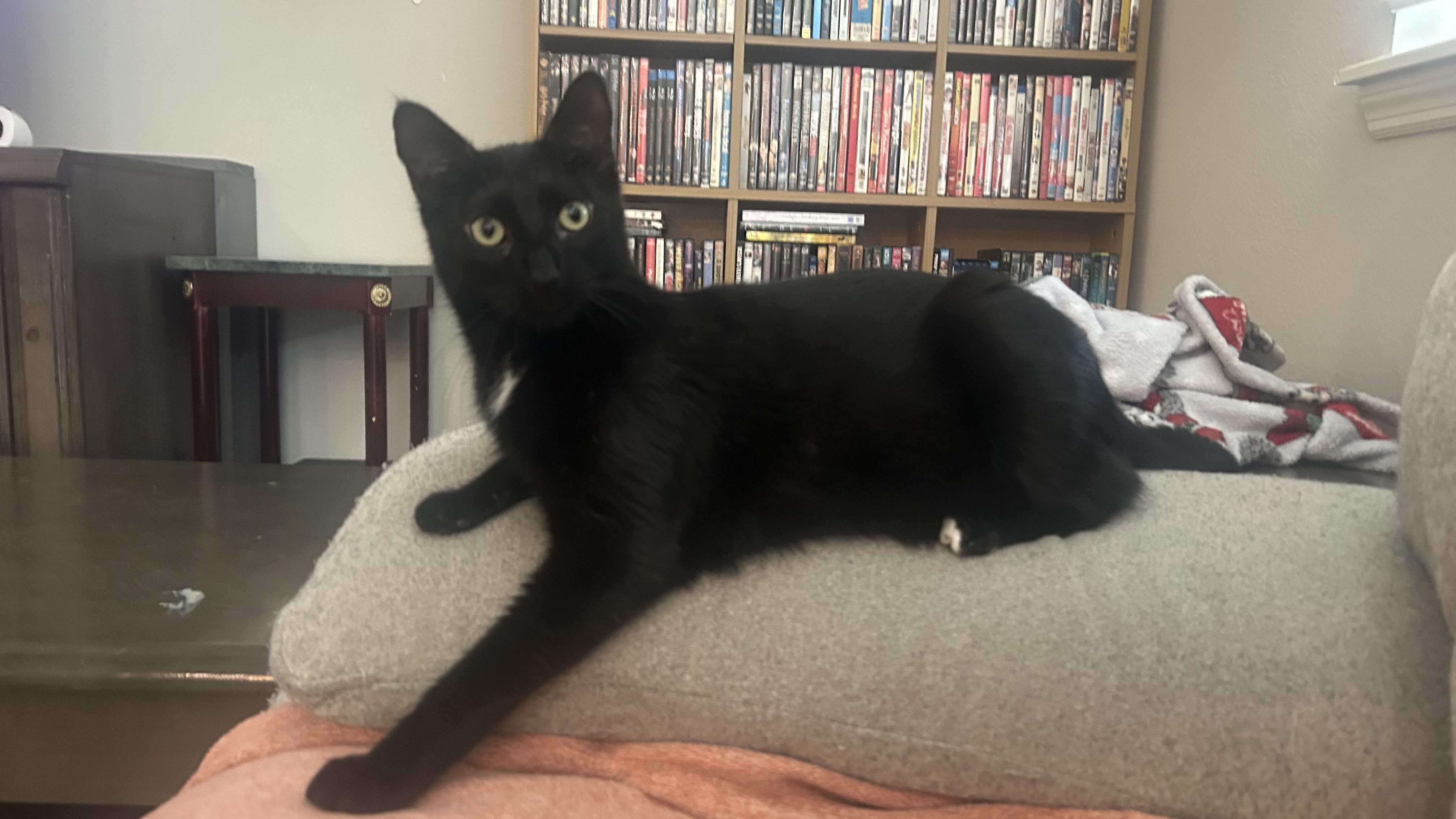 Enlarge Kalamata Olive, a Adoptable mixed breed in St Petersburg, FL image 3/6