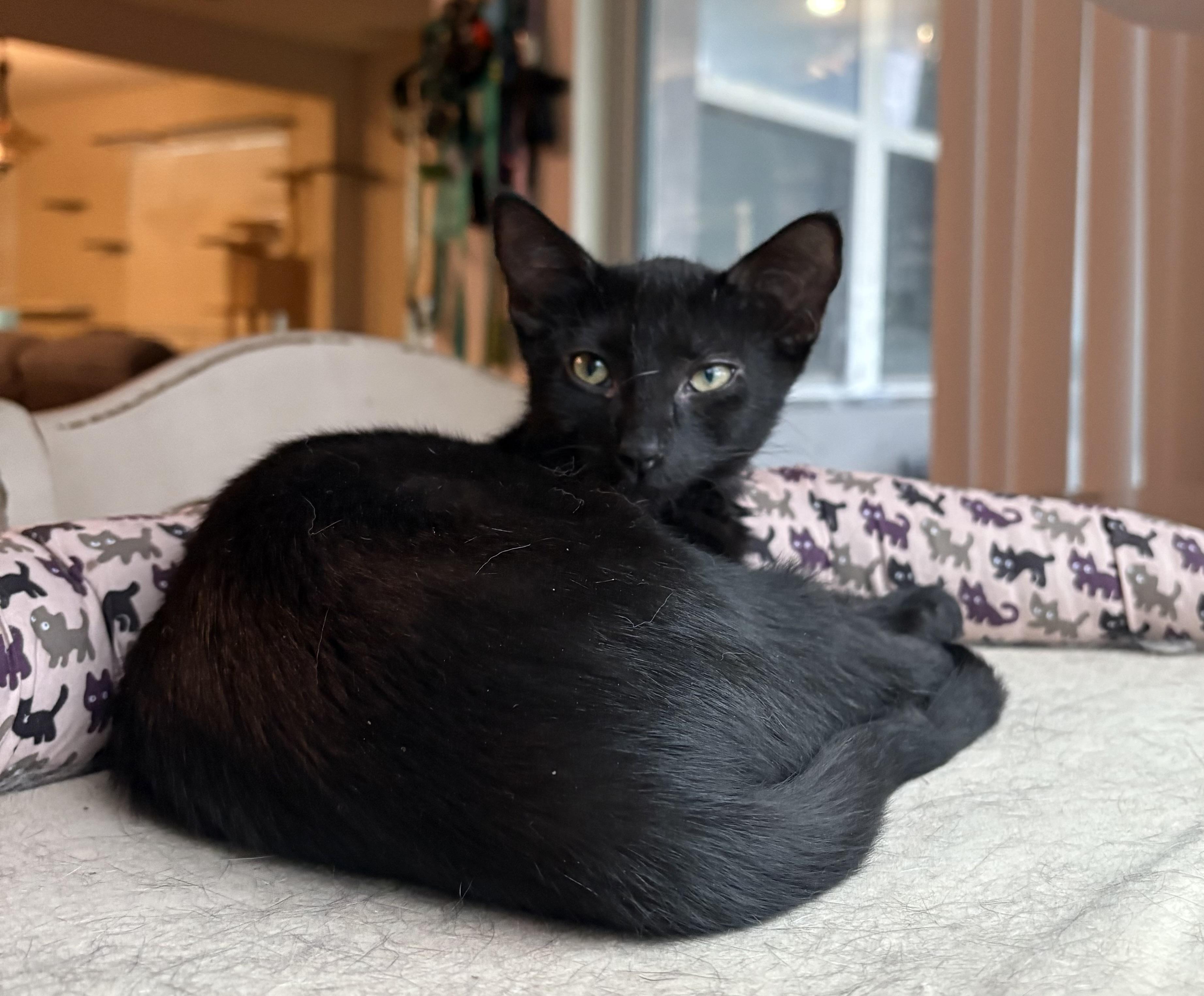 Enlarge Kalamata Olive, a Adoptable mixed breed in St Petersburg, FL image 4/6
