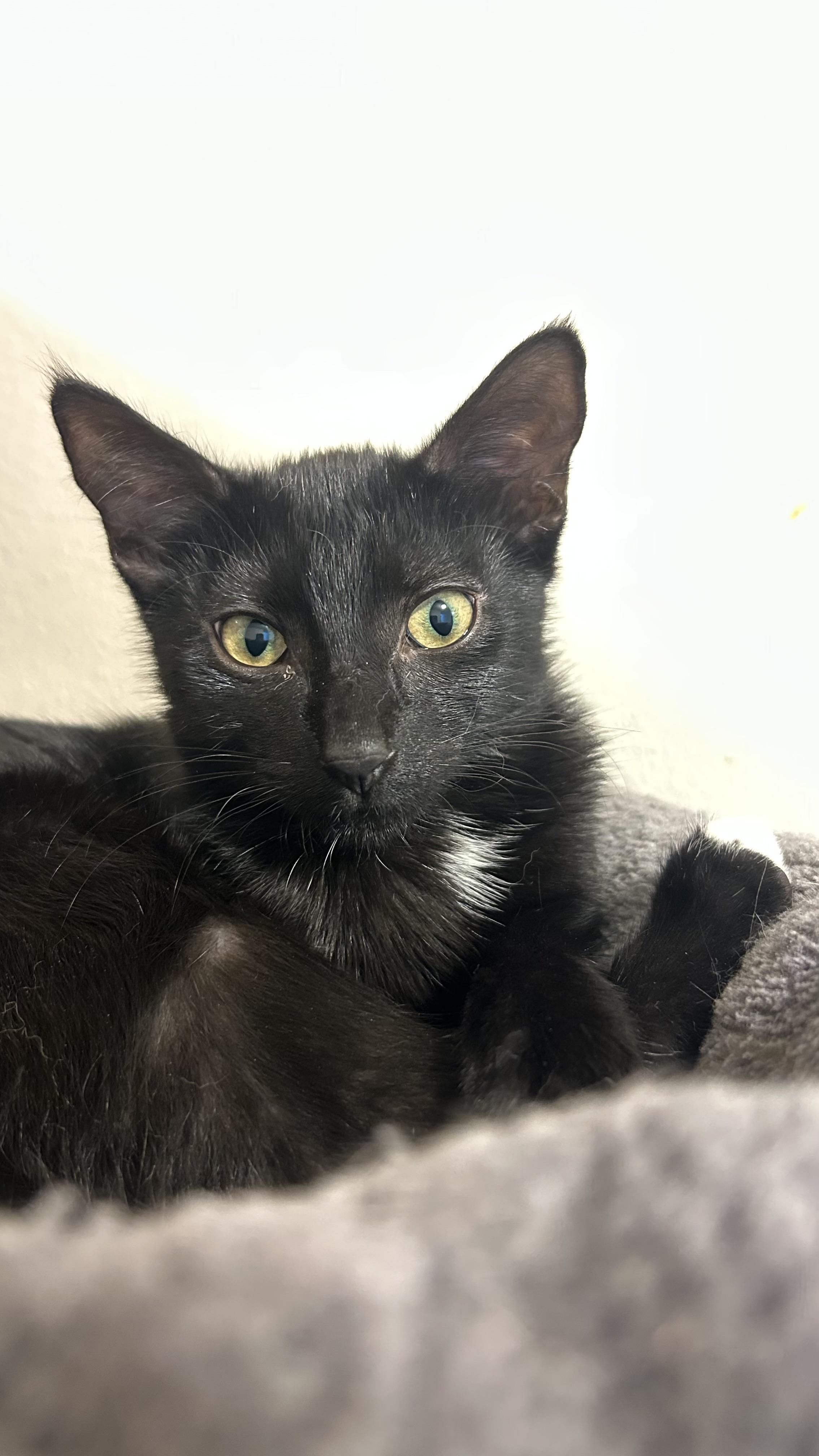 Enlarge Kalamata Olive, a Adoptable mixed breed in St Petersburg, FL image 5/6