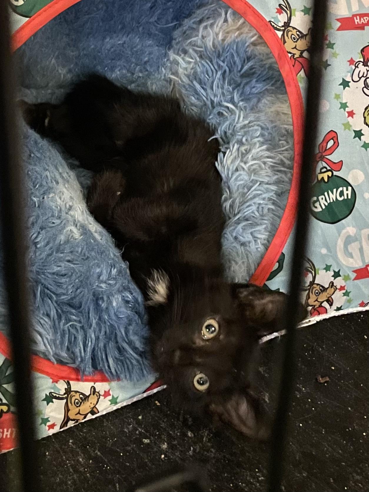 Kalamata Olive thumbnail 4