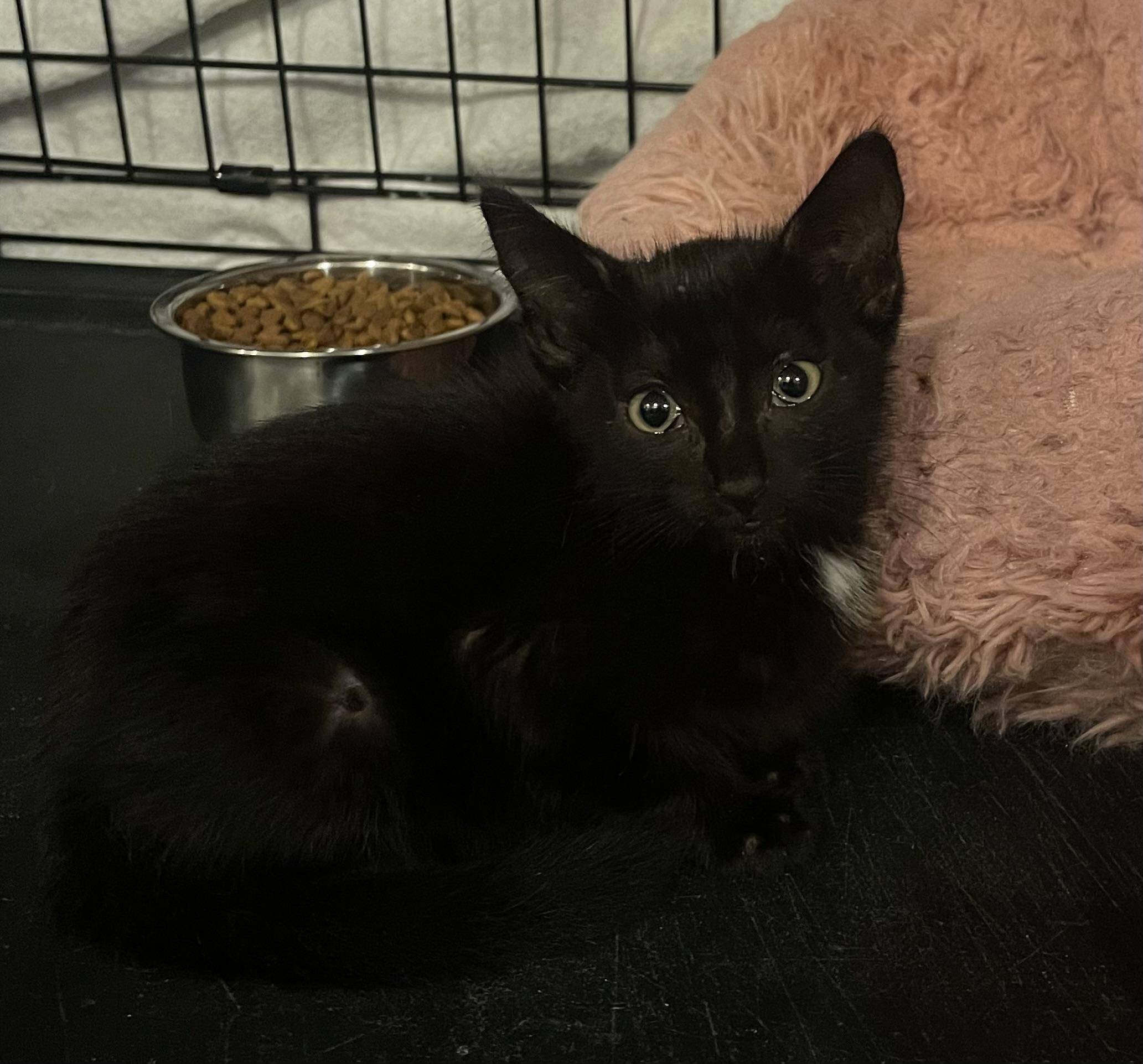 Kalamata Olive thumbnail 5