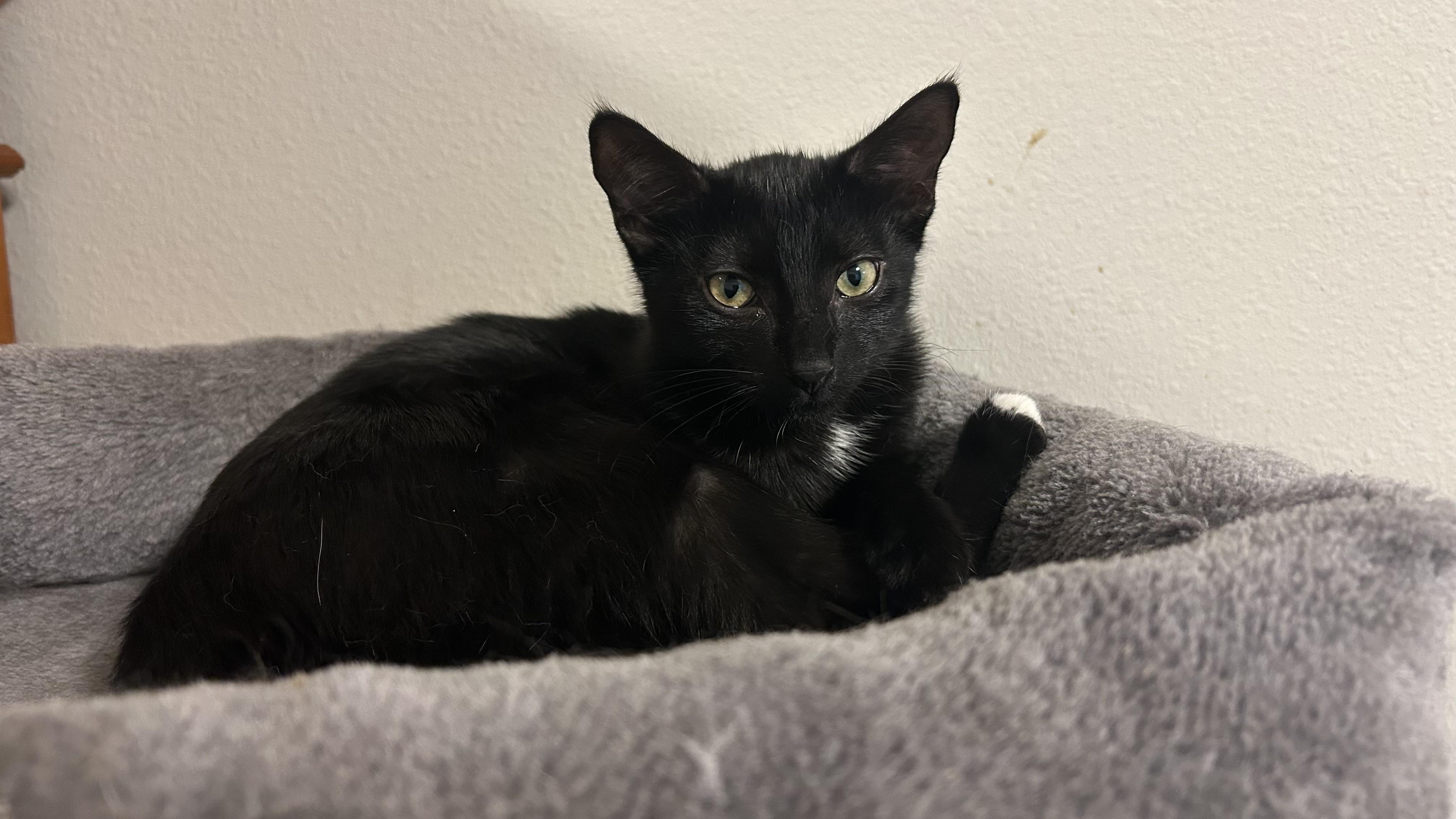 Enlarge Kalamata Olive, a Adoptable mixed breed in St Petersburg, FL image 6/6