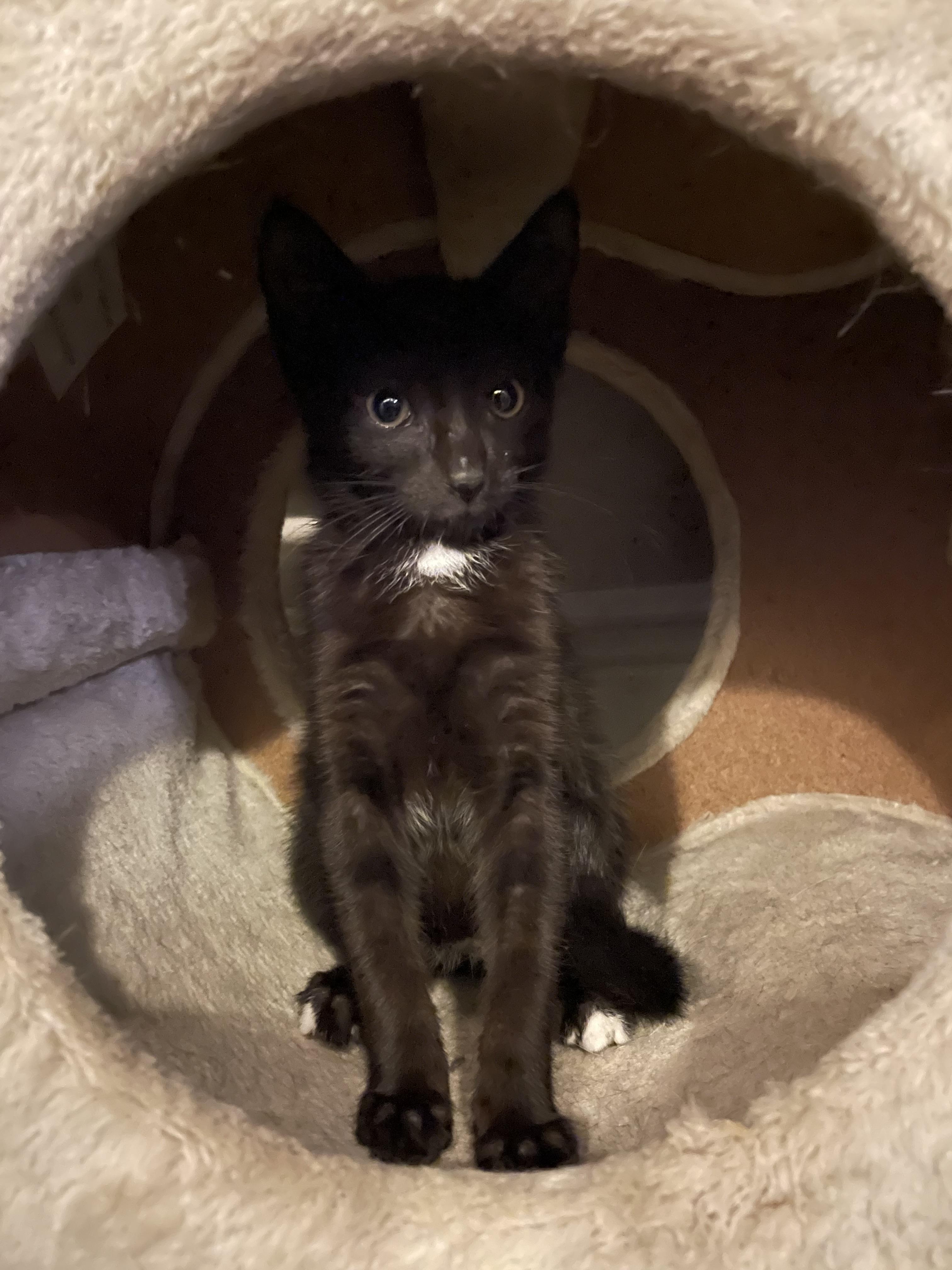 Kalamata Olive thumbnail 6