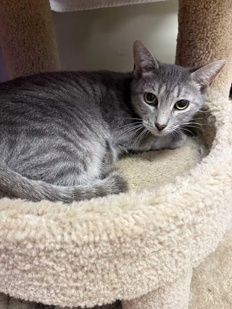 Ashanti, Adoptable, Adult Female Domestic Short Hair & Tabby.