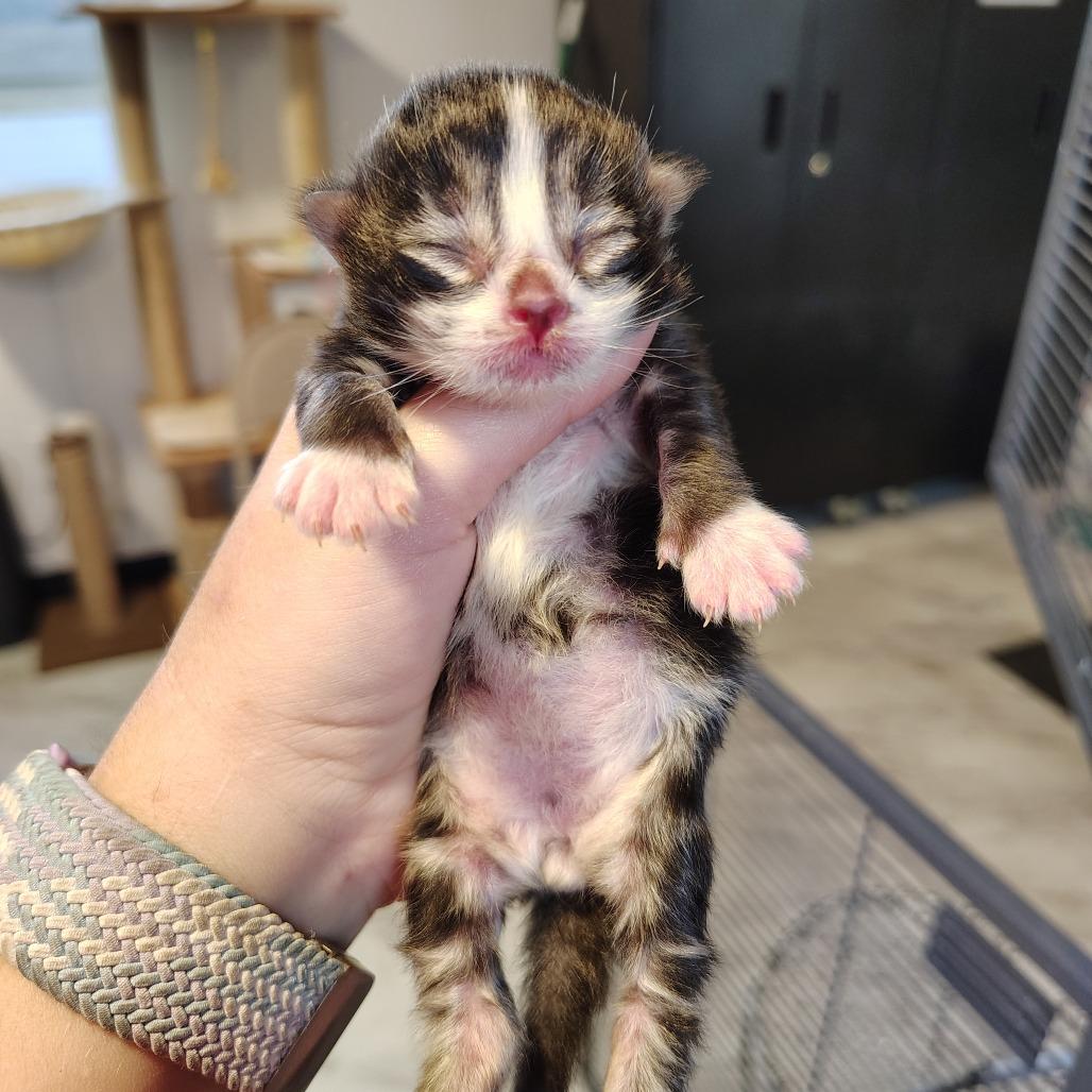 Enlarge Platinum, a Adoptable Domestic Short Hair in Osawatomie, KS image 1/3