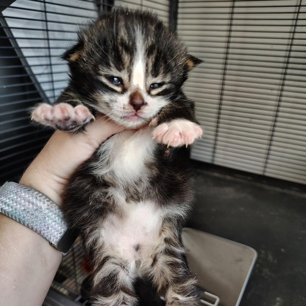 Enlarge Platinum, a Adoptable Domestic Short Hair in Osawatomie, KS image 2/3