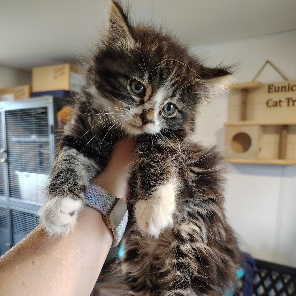 Enlarge Platinum, a Adoptable Domestic Short Hair in Osawatomie, KS image 3/3